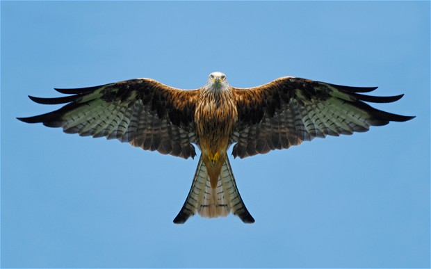 bird1