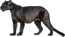 black-panther-leopard-picture