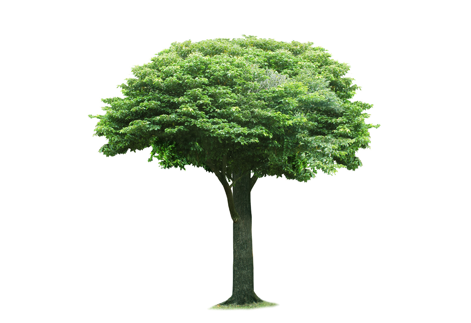 tree1