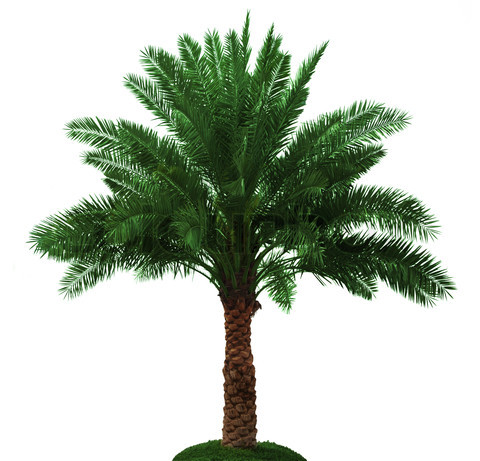 Palm tree